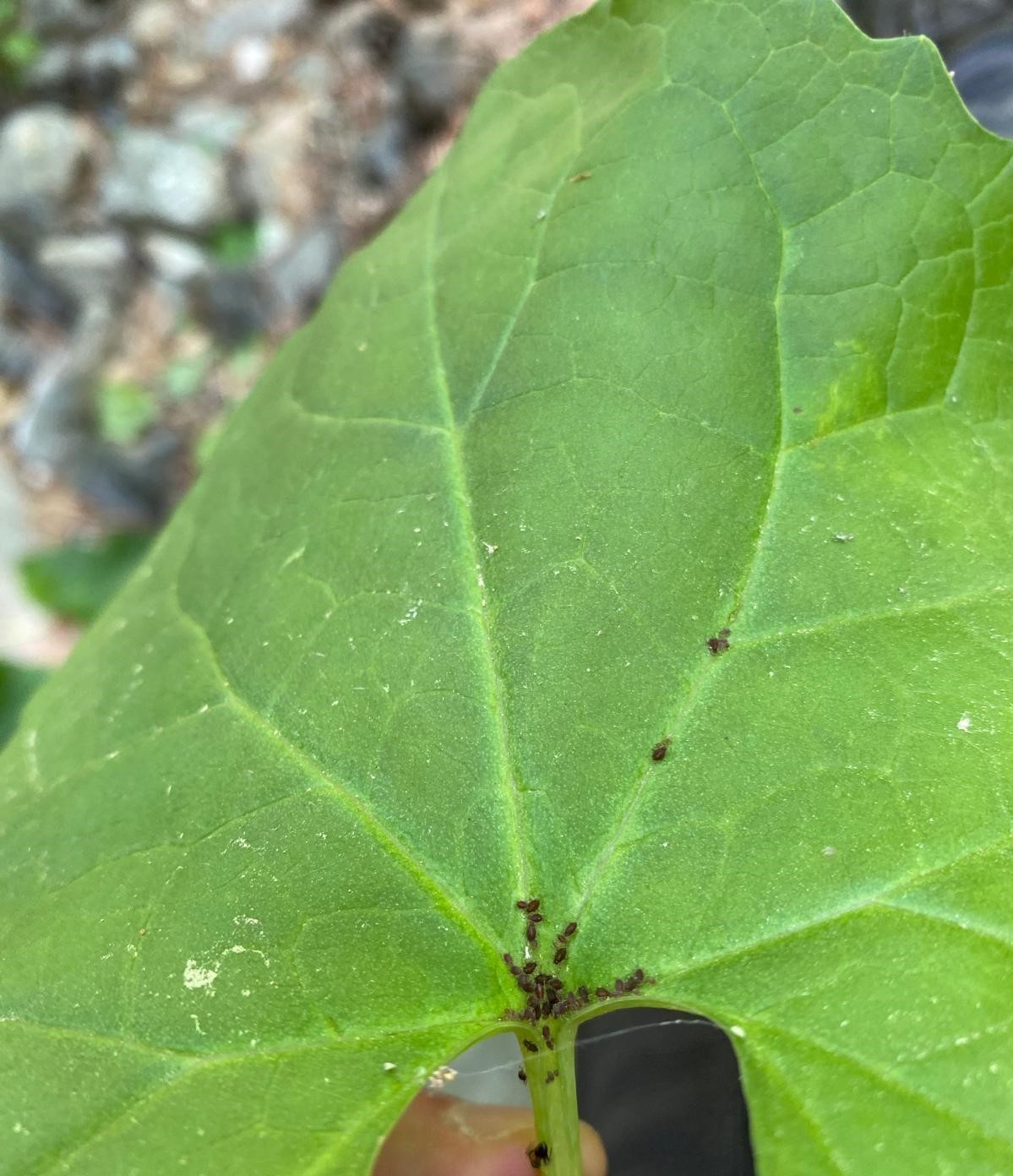 Kaz Dağları’nda yeni bir böcek türü keşfedildi
