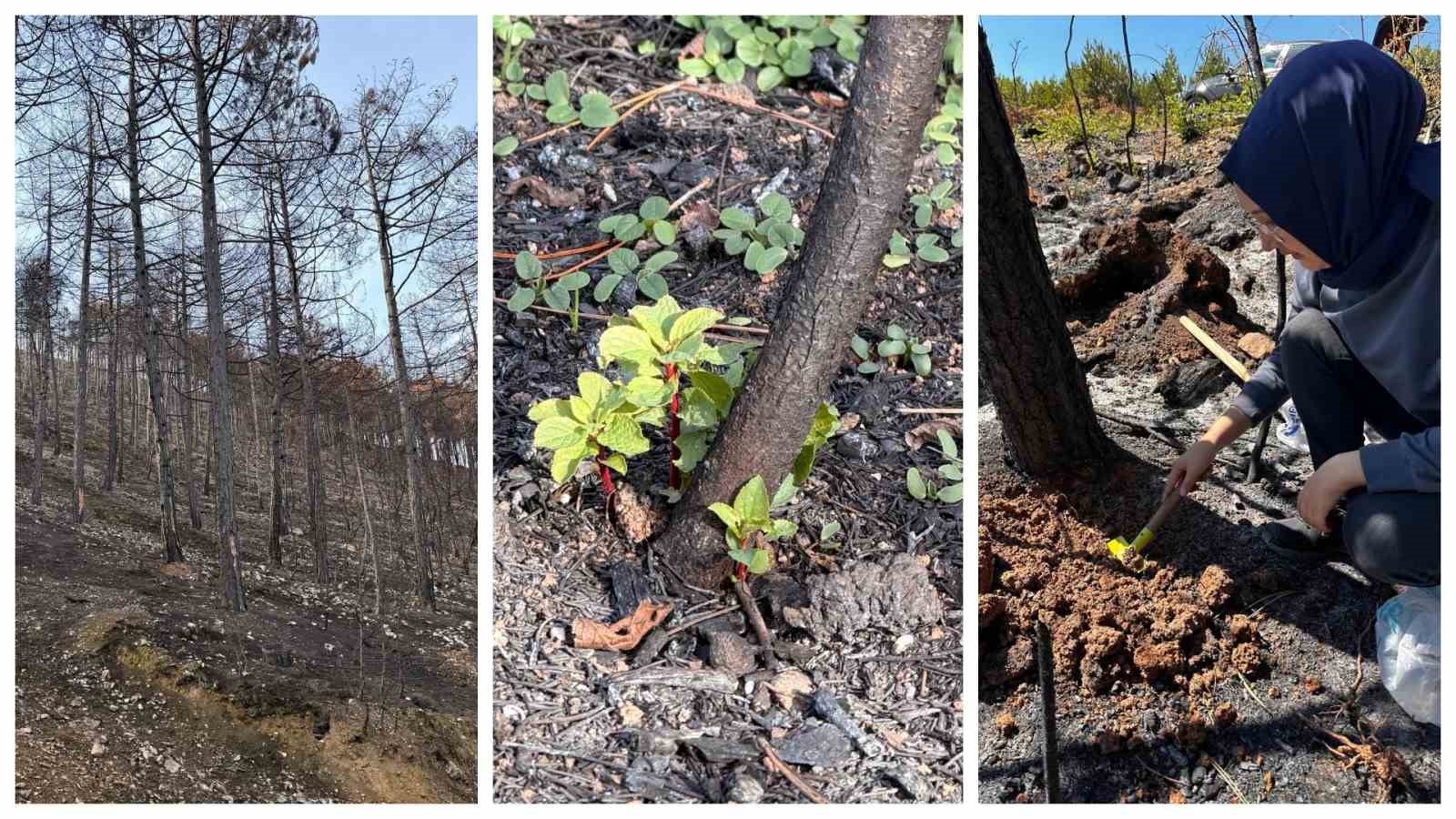 KBÜ yangın sonrası ekolojik süreci araştıracak
