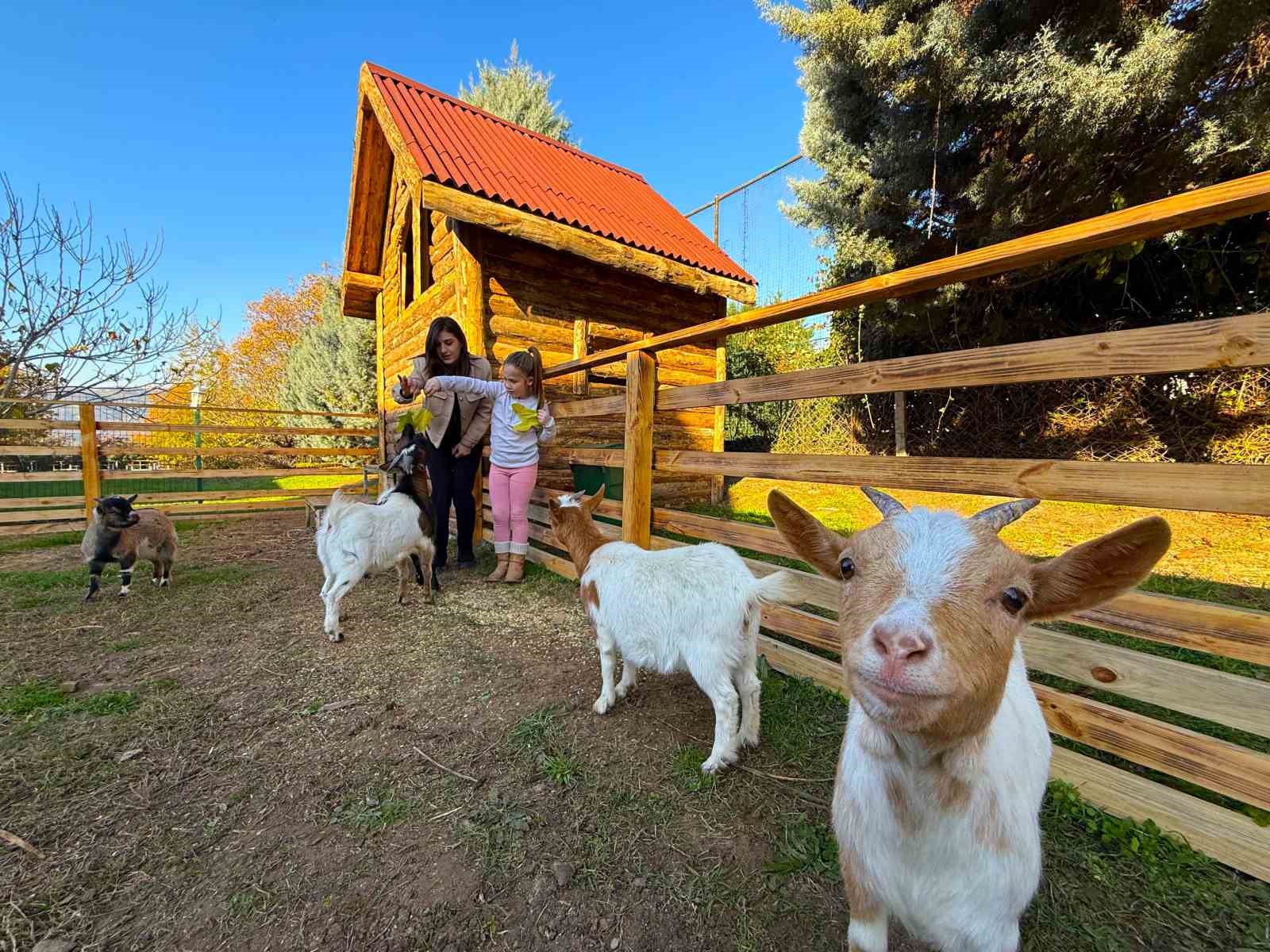 Keçi, ördek, tavuk, tavşan: Hepsinin görevi "Çok özel"
Keçi, ördek, tavuk, tavşan: Hepsinin görevi "Çok özel"