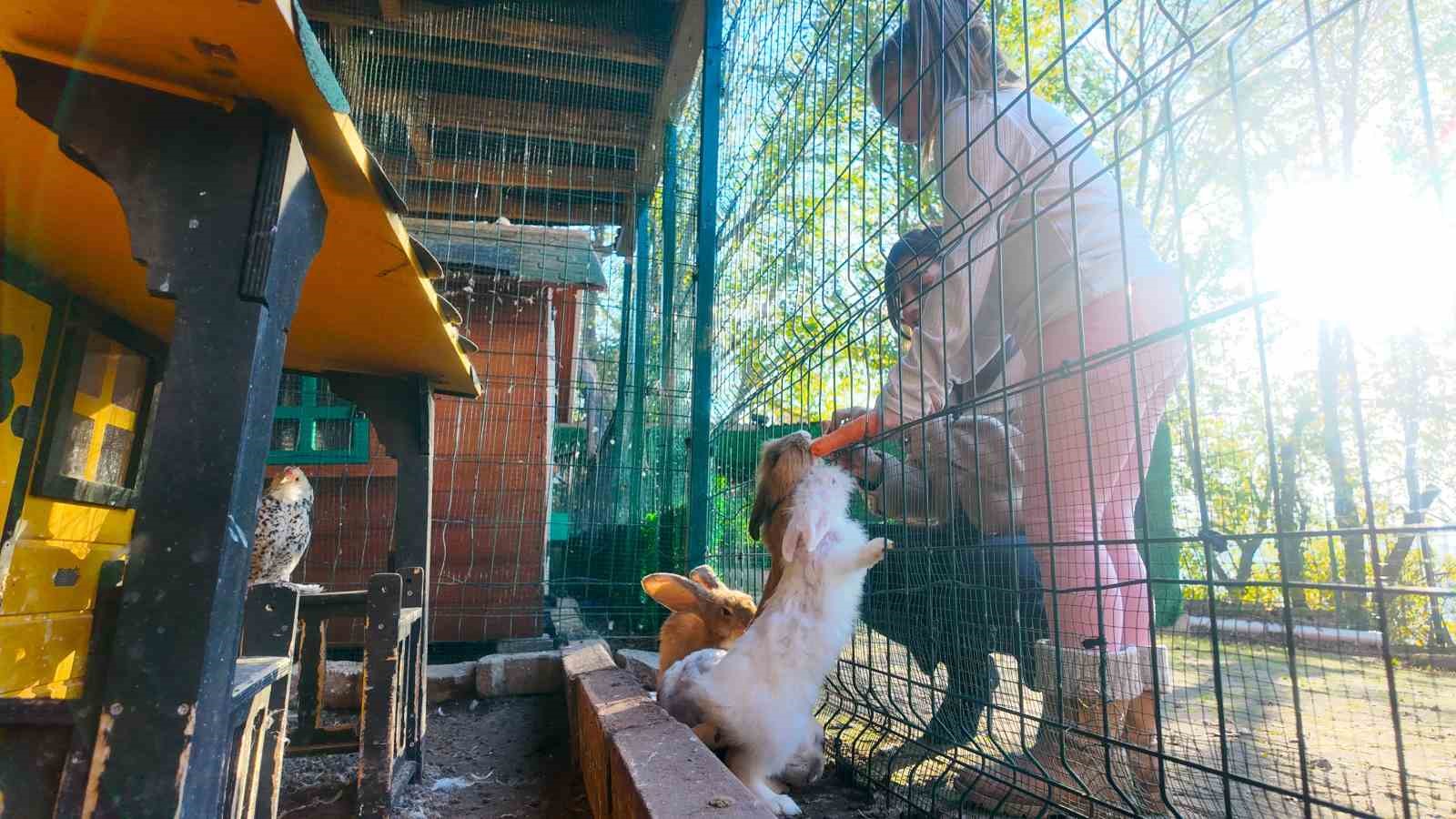 Keçi, ördek, tavuk, tavşan: Hepsinin görevi "Çok özel"
Keçi, ördek, tavuk, tavşan: Hepsinin görevi "Çok özel"