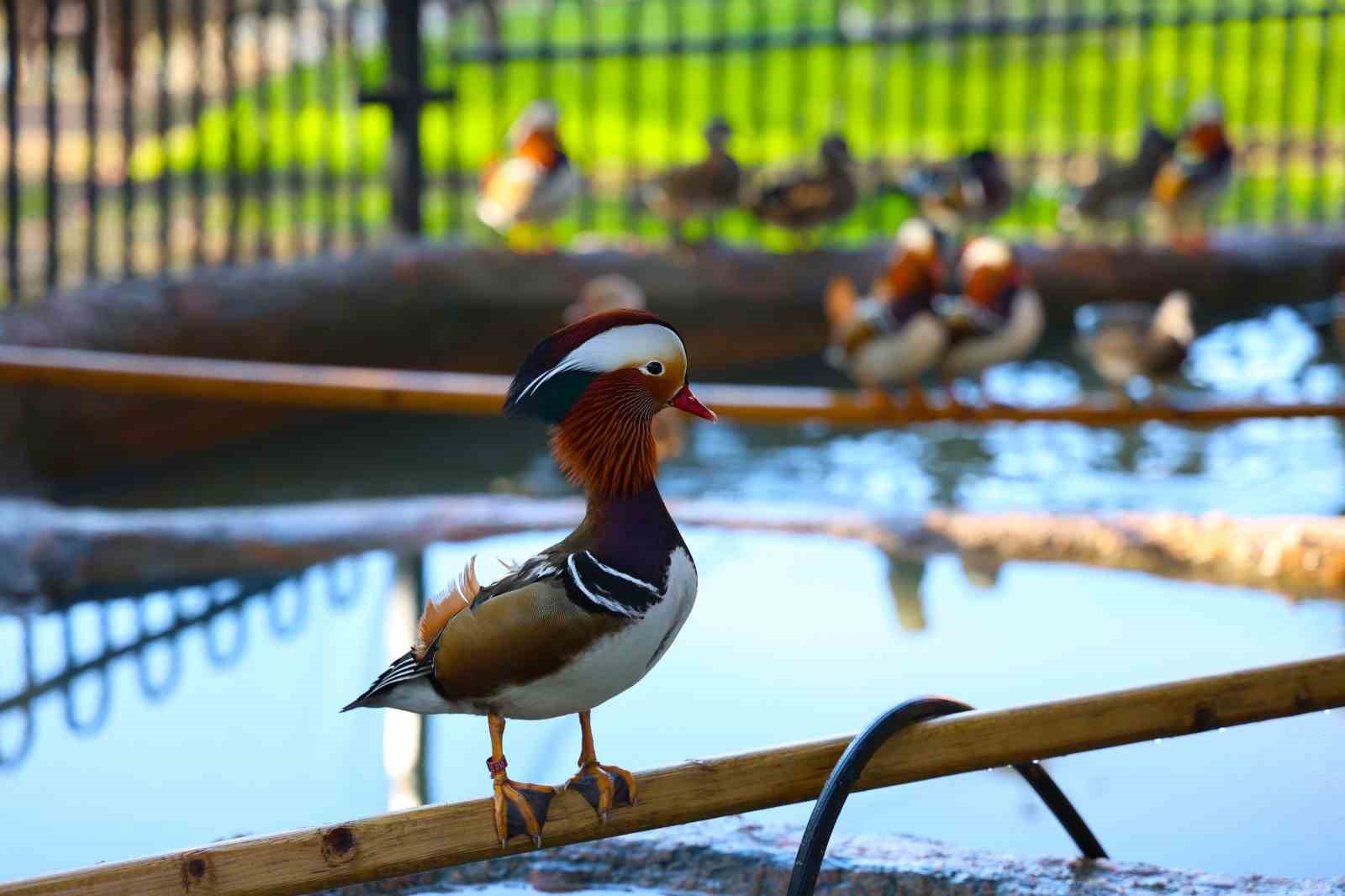Keçi, ördek, tavuk, tavşan: Hepsinin görevi "Çok özel"
Keçi, ördek, tavuk, tavşan: Hepsinin görevi "Çok özel"