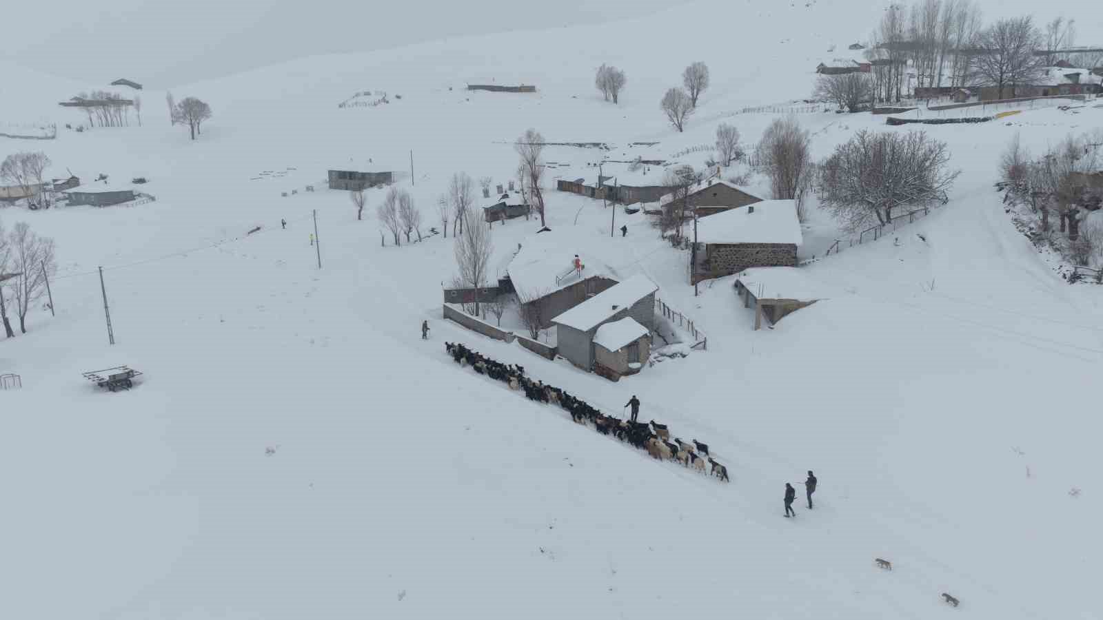 Keçi sürüsü 4 saatlik zorlu yolculukla köye ulaştırıldı
