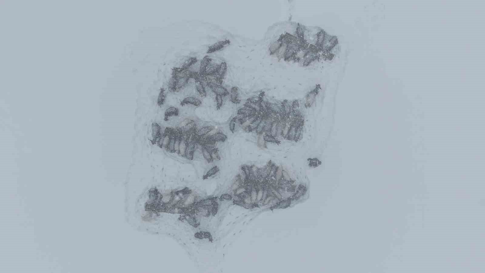 Keçi sürüsü 4 saatlik zorlu yolculukla köye ulaştırıldı
