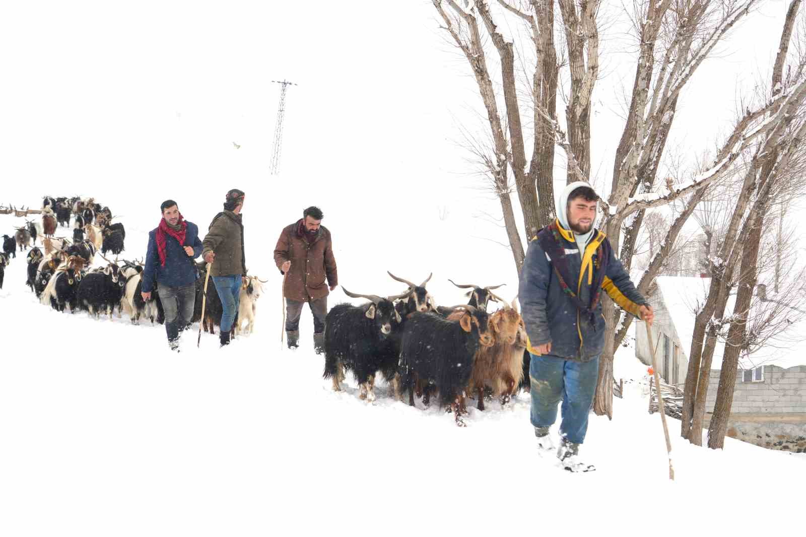 Keçi sürüsü 4 saatlik zorlu yolculukla köye ulaştırıldı
