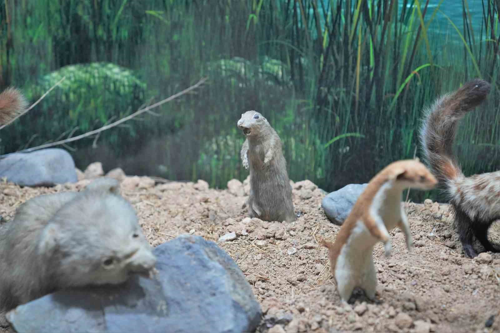 Keçiörenli minikler tabiat tarihiyle buluştu
Keçiörenli minikler tabiat tarihiyle buluştu