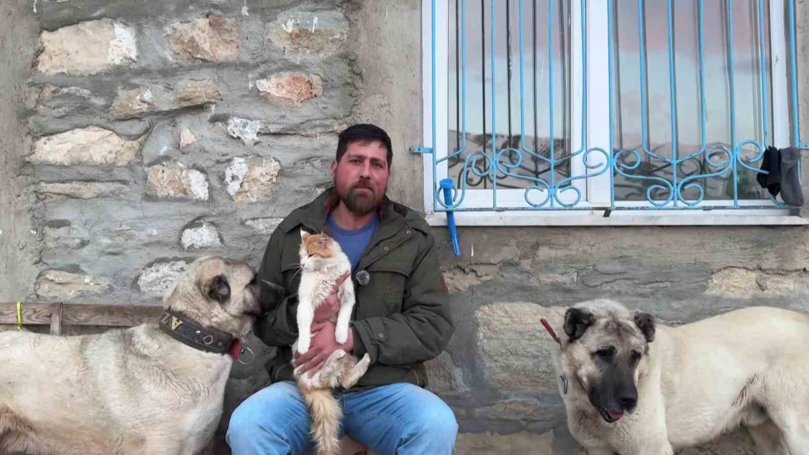 Kedi ile Kangal köpeklerinin dostluğu görenleri şaşırtıyor
