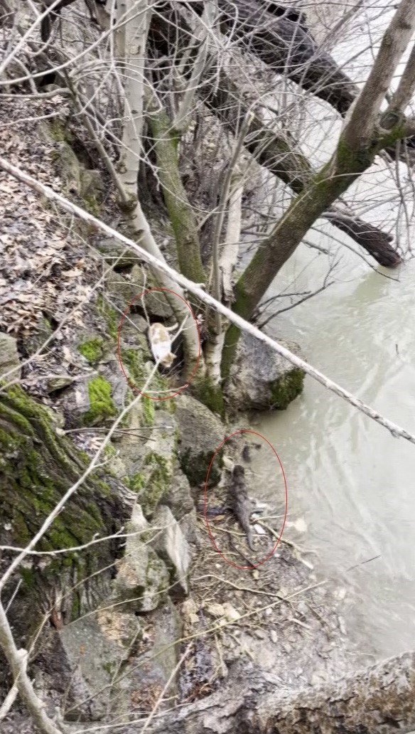 Kedi ile su samurunun saklambaç oyunu kameraya yansıdı
