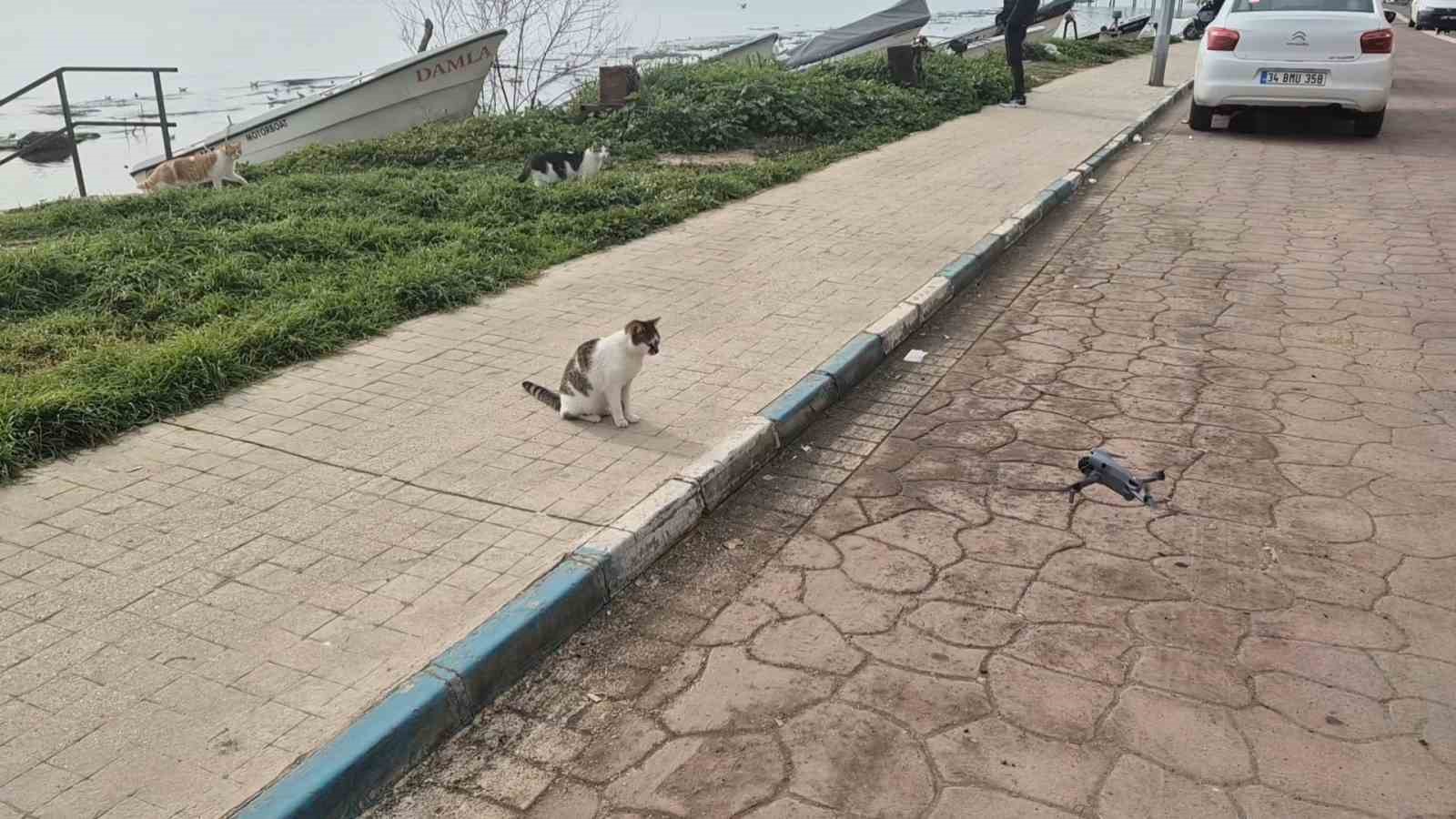 Kediler dronu fare sandı, ortaya renkli görüntüler çıktı
