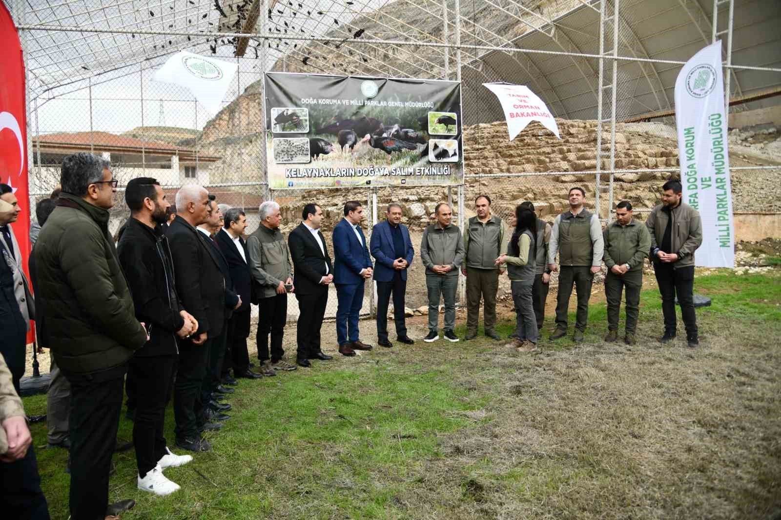 Kelaynaklar doğaya salındı
