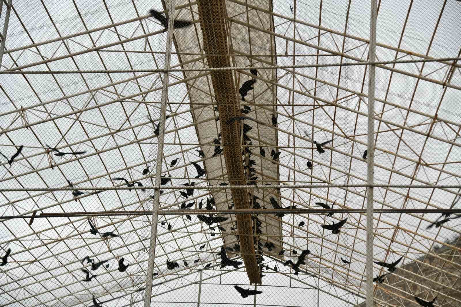 Kelaynaklar doğaya salındı
