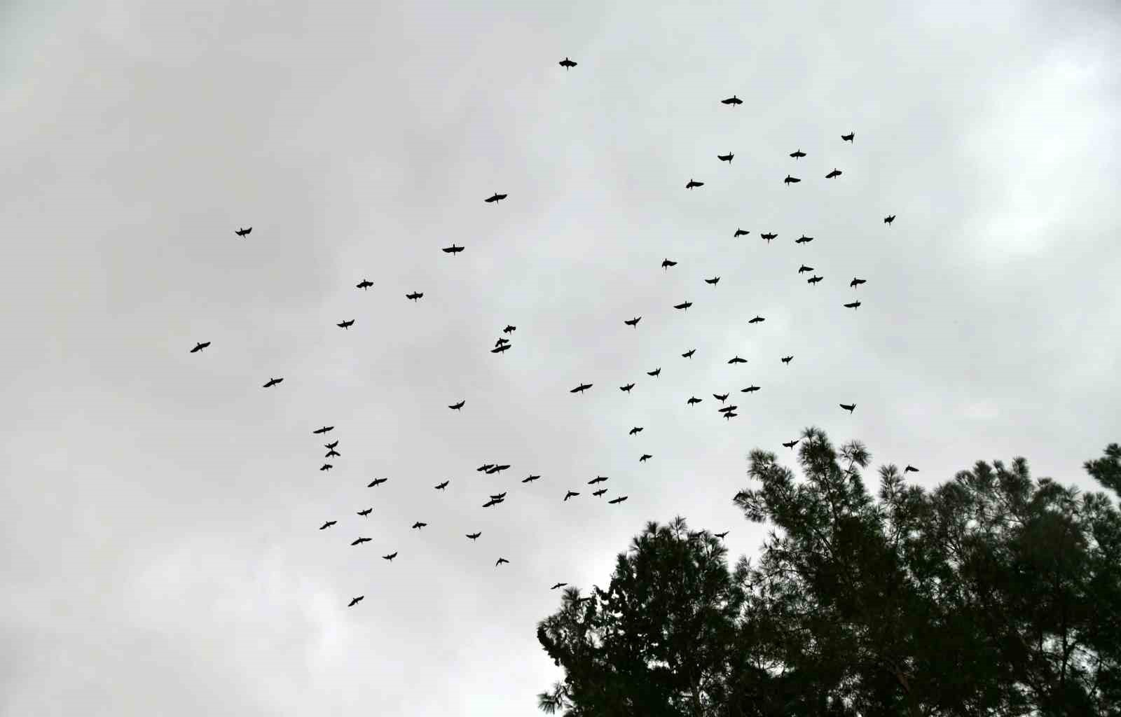 Kelaynaklar doğaya salındı

