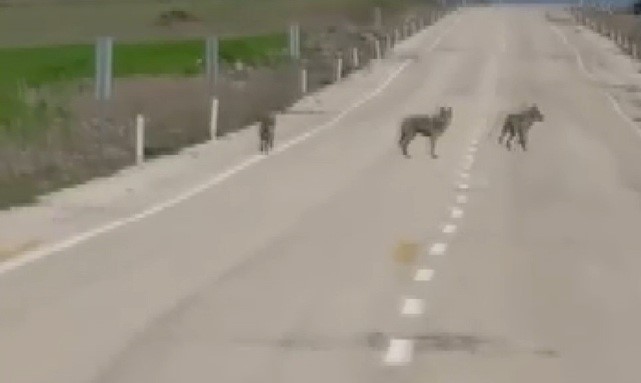 Kemah’ta kurt sürüsü cep telefonu kamerasına yansıdı
