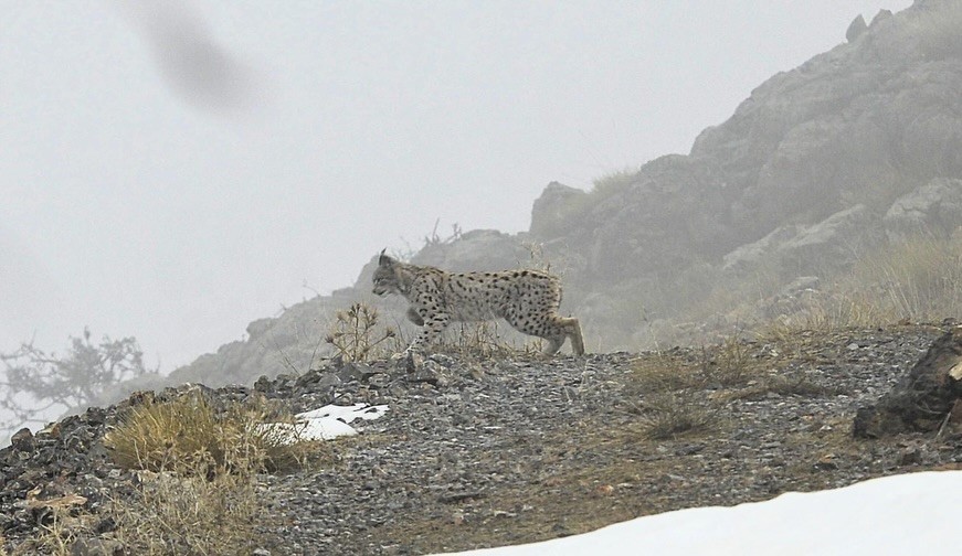 Kemaliye’de vaşak ve kızıl akbaba doğal yaşam alanlarında görüntülendi
