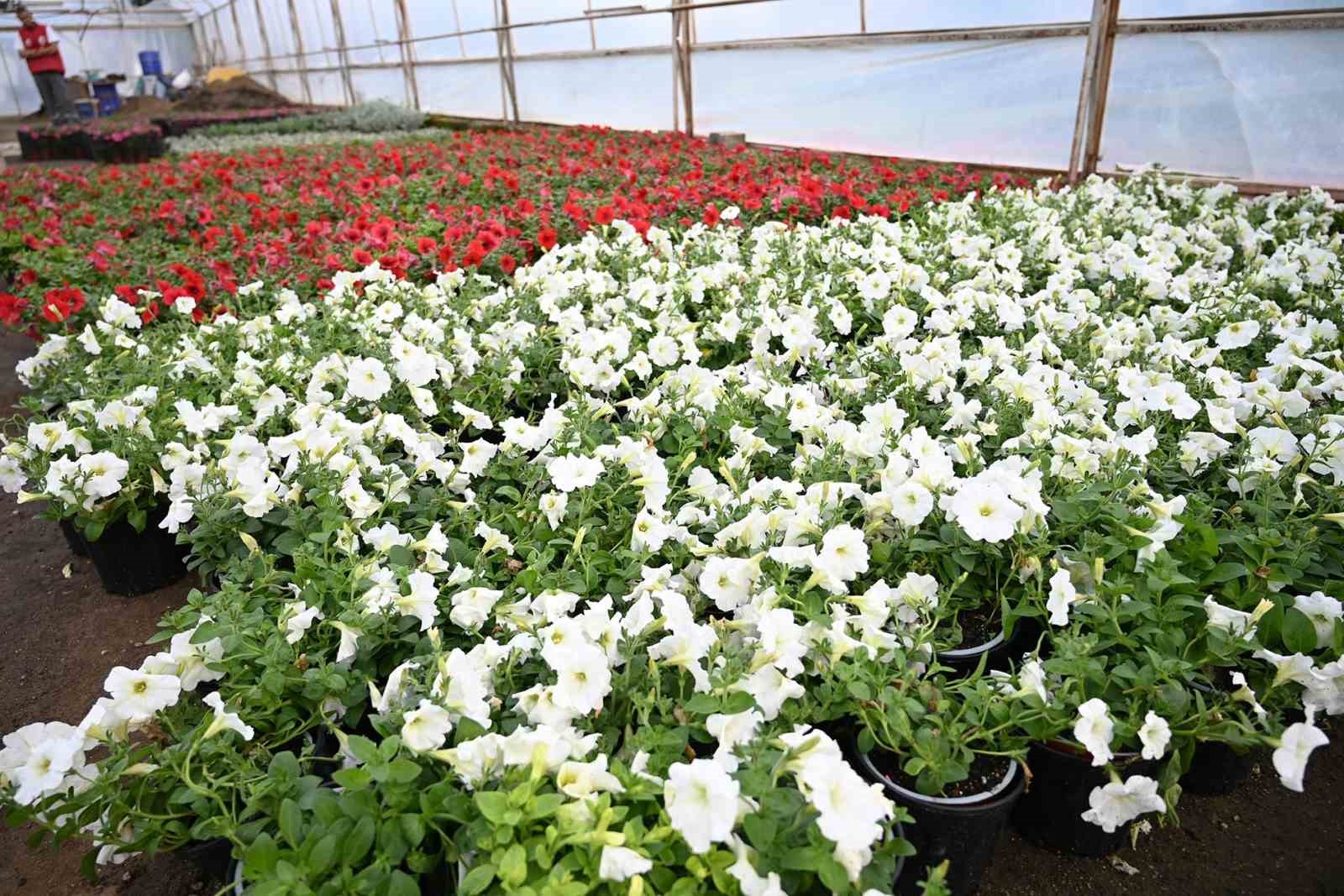 Kemer yaz sezonuna hazırlanıyor, ilçe petunyalarla süsleniyor
