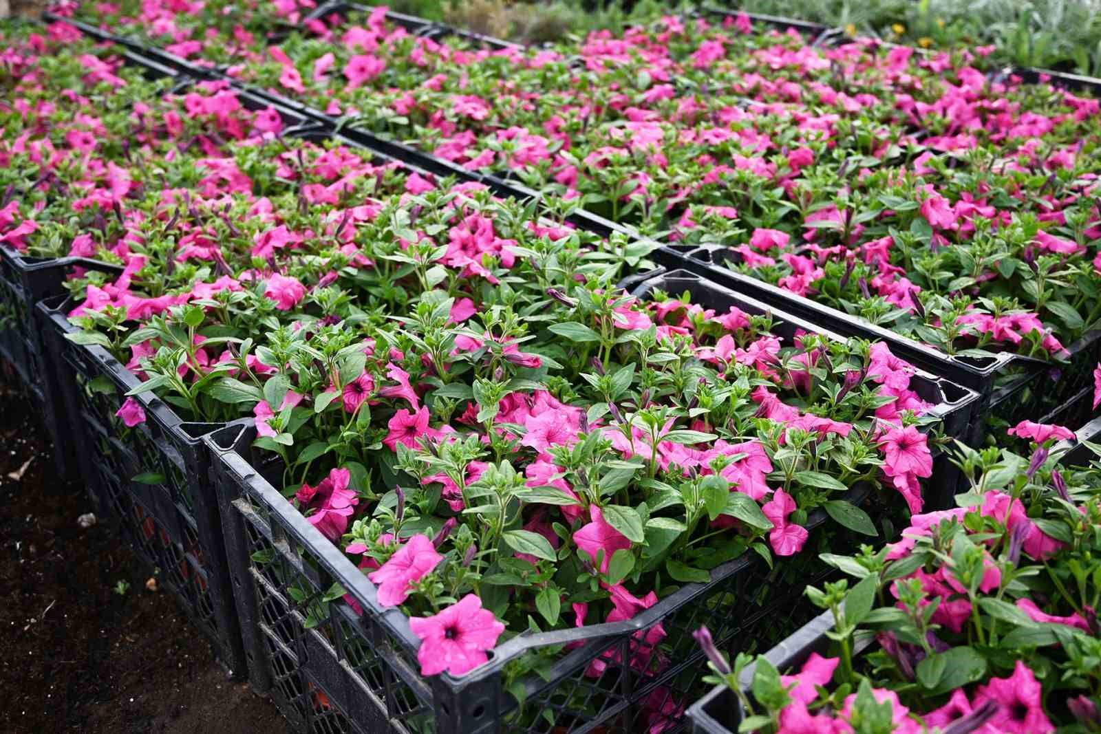 Kemer yaz sezonuna hazırlanıyor, ilçe petunyalarla süsleniyor
