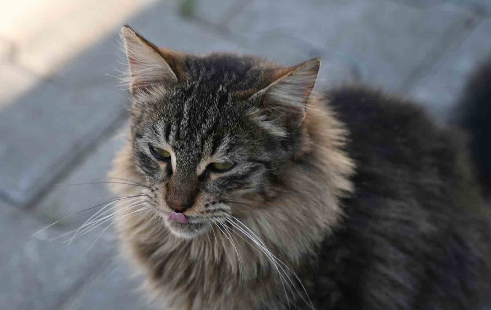 Kemer’de ocak ayında 231 can dostu kısırlaştırıldı
