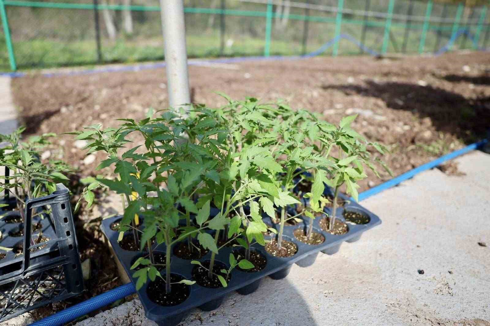 Kendi kompost gübresini üreten belediyeden "ata tohumu" hamlesi
