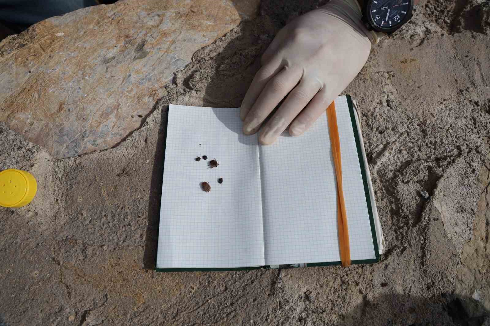 Kene kabusu geri geldi, yağışlardan dolayı bu sene popülasyon daha fazla olabilir
