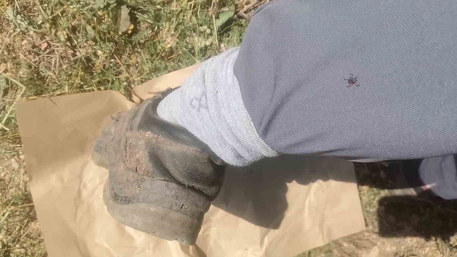 Kene kabusu geri geldi, yağışlardan dolayı bu sene popülasyon daha fazla olabilir
