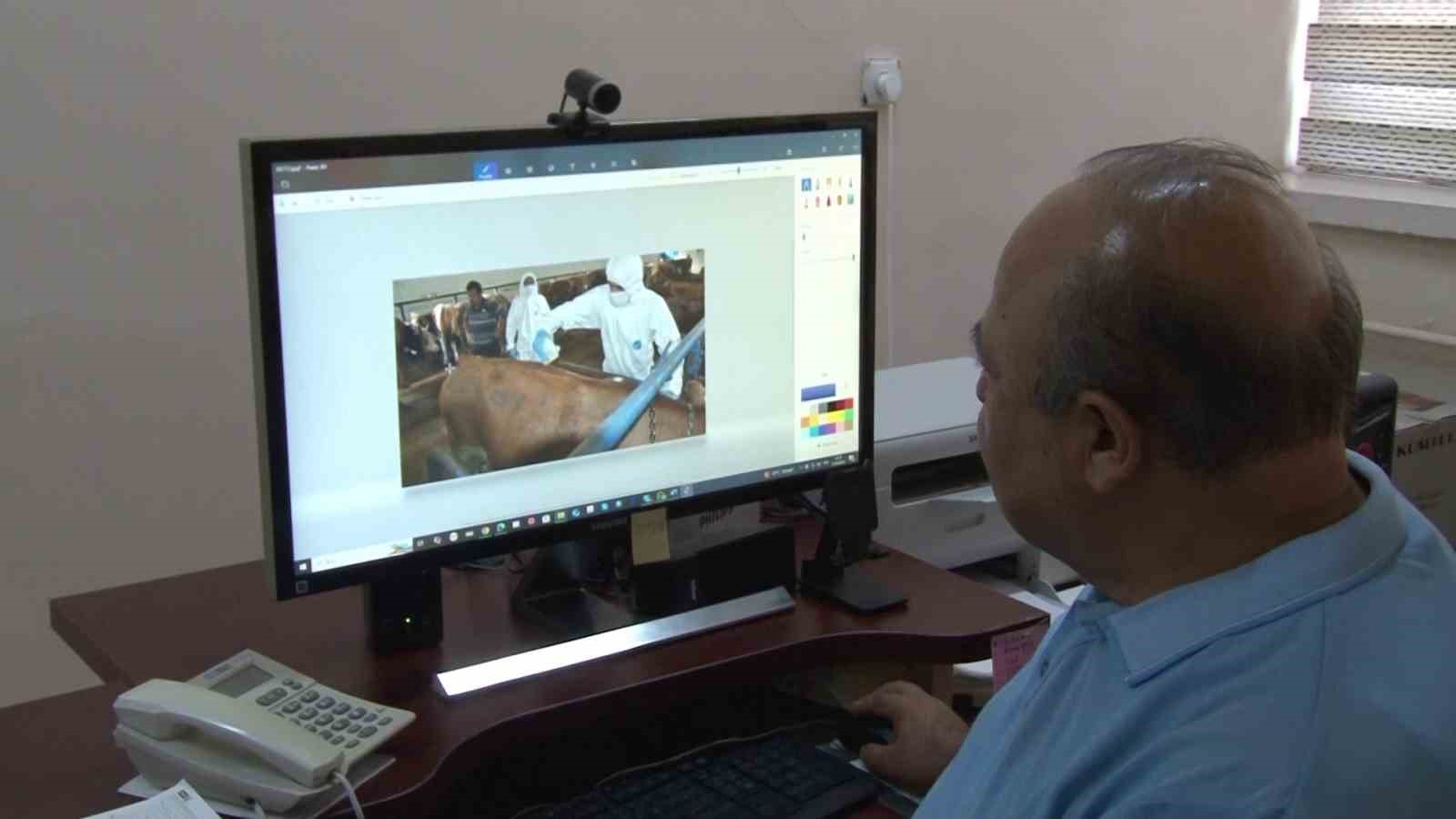 Kene kabusu geri geldi, yağışlardan dolayı bu sene popülasyon daha fazla olabilir
