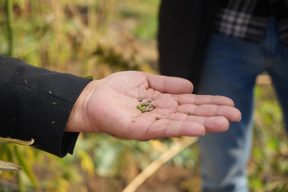 Kenevirden kauçuk, krem ve biyomalzeme: OMÜ’den çok yönlü kenevir çalışmaları
Kenevirden kauçuk, krem ve biyomalzeme: OMÜ’den çok yönlü kenevir çalışmaları