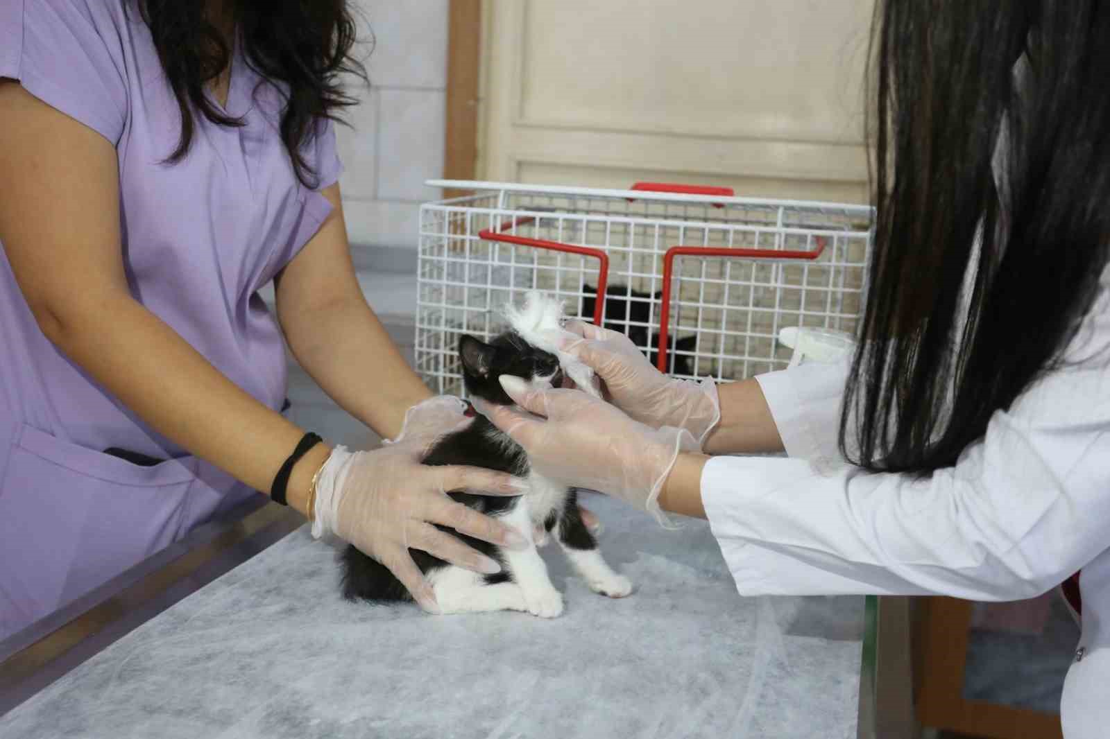 Kepez’in şefkat eli 2025’te binlerce can dosta uzandı
