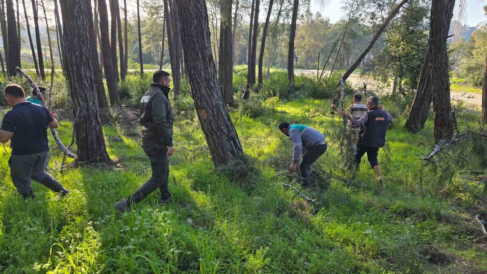 Kesilen basralı dallar arıcılar için ormana bırakıldı
