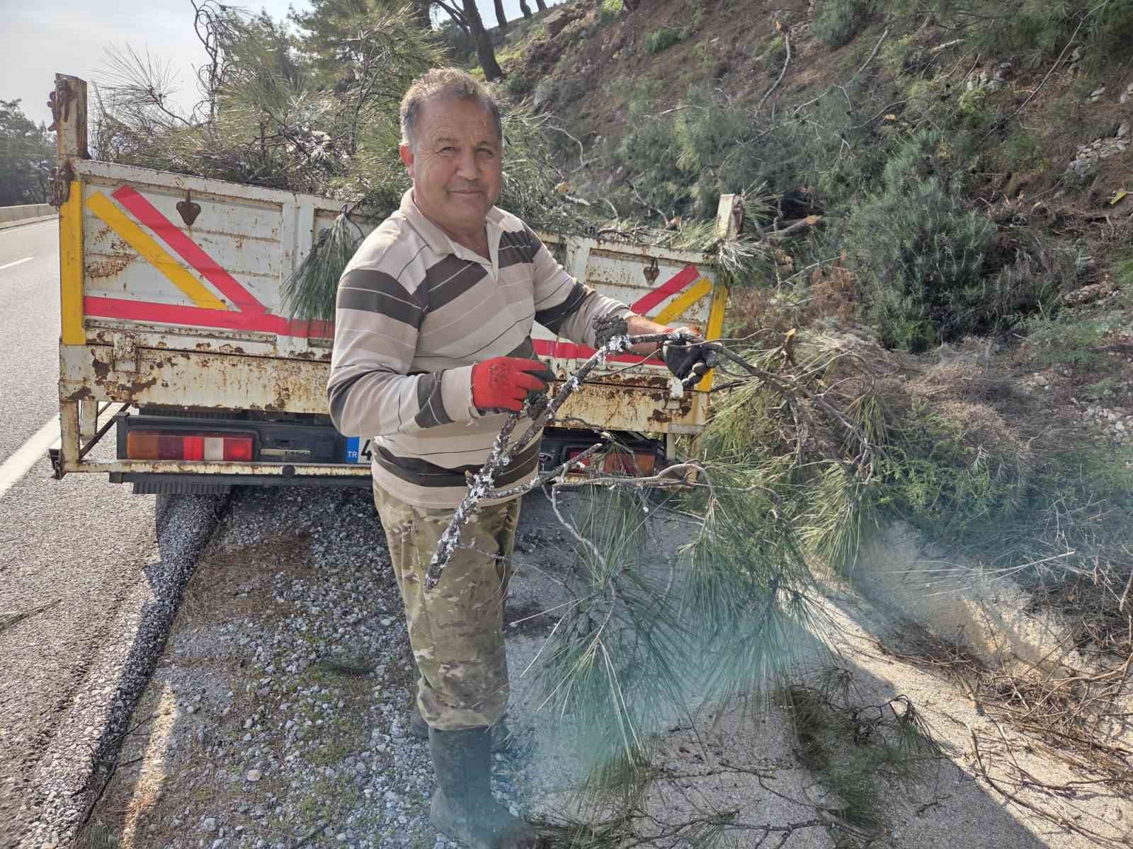 Kesilen basralı dallar arıcılar için ormana bırakıldı
