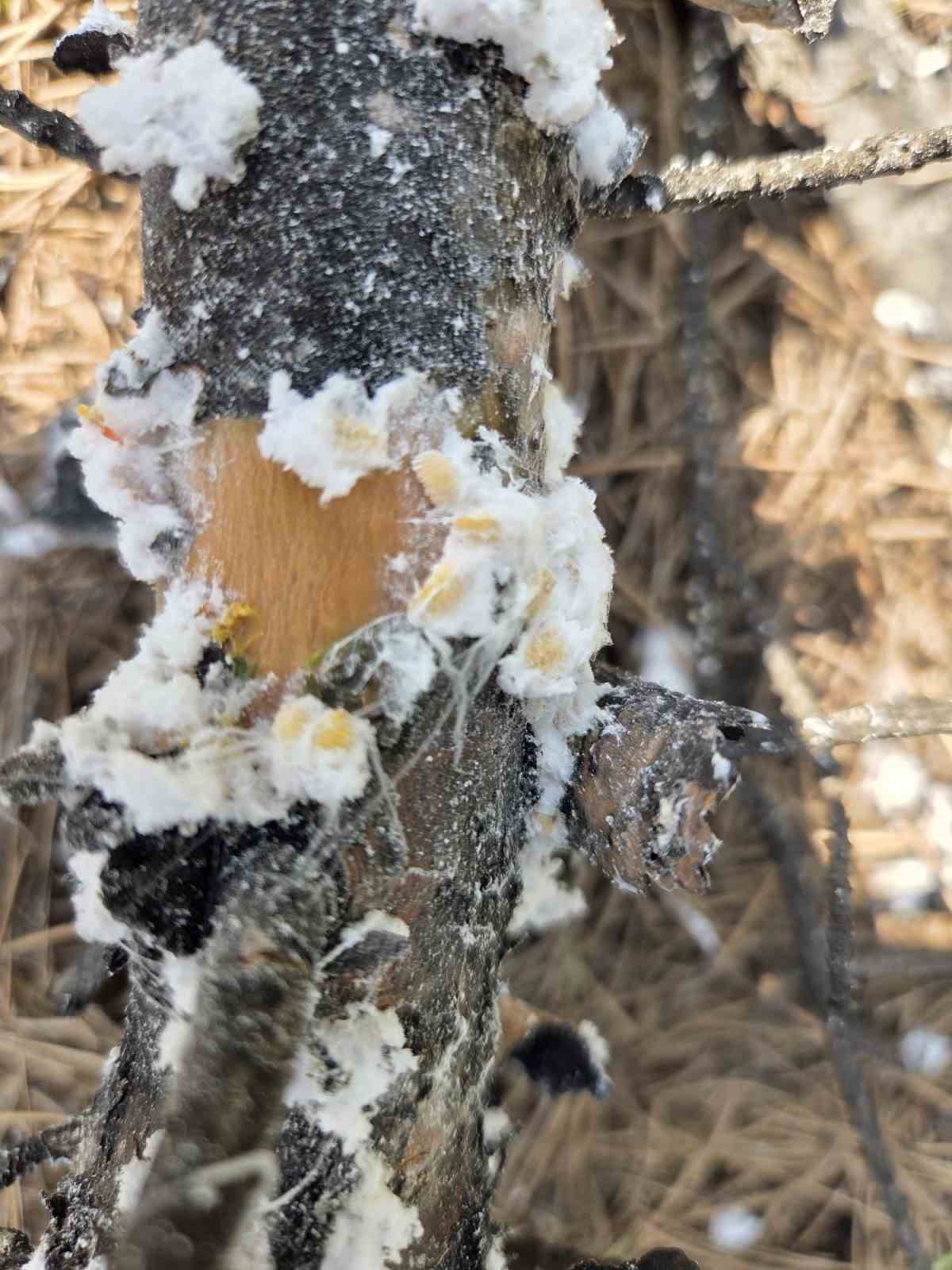 Kesilen basralı dallar arıcılar için ormana bırakıldı
