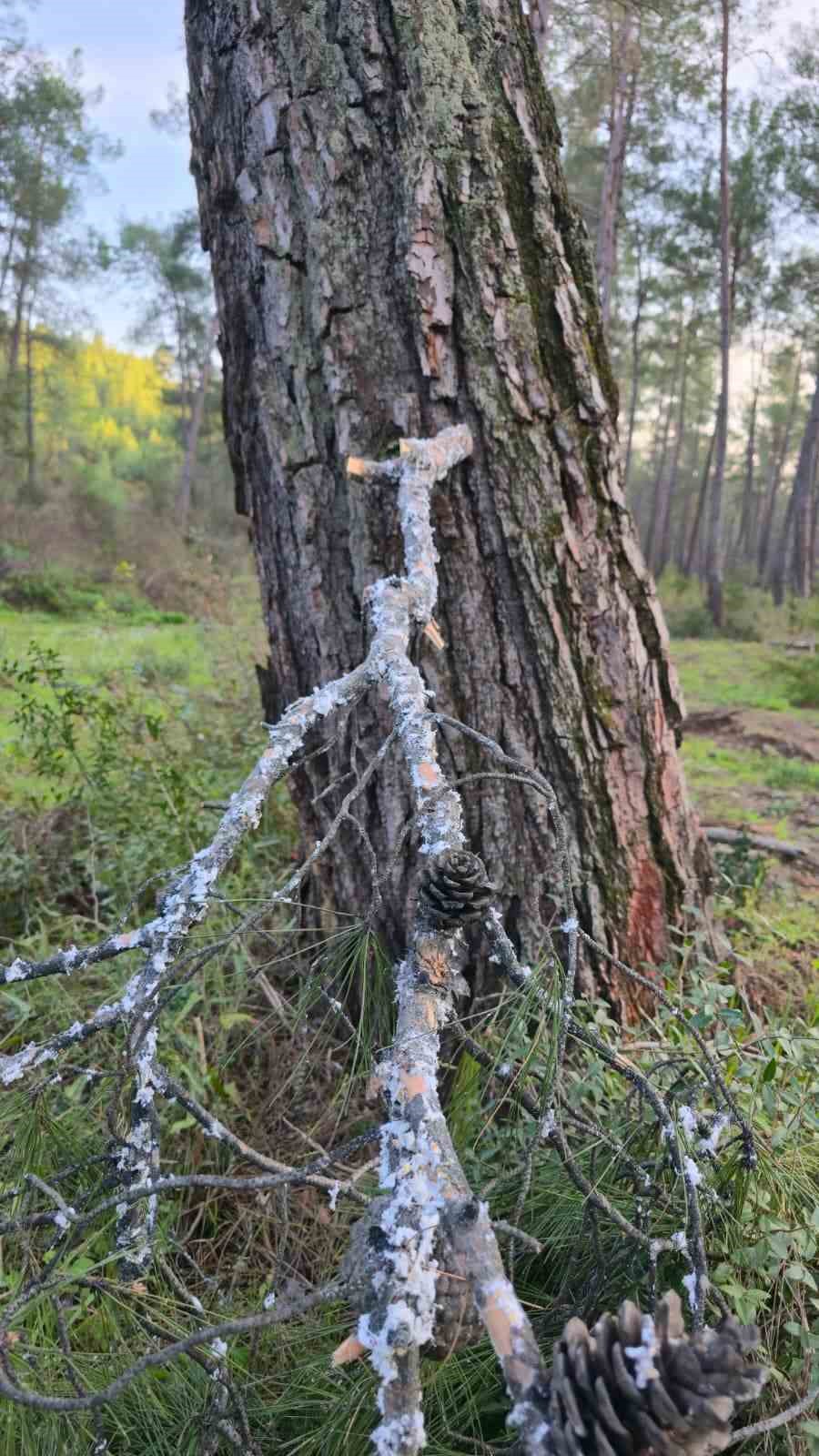 Kesilen basralı dallar arıcılar için ormana bırakıldı
