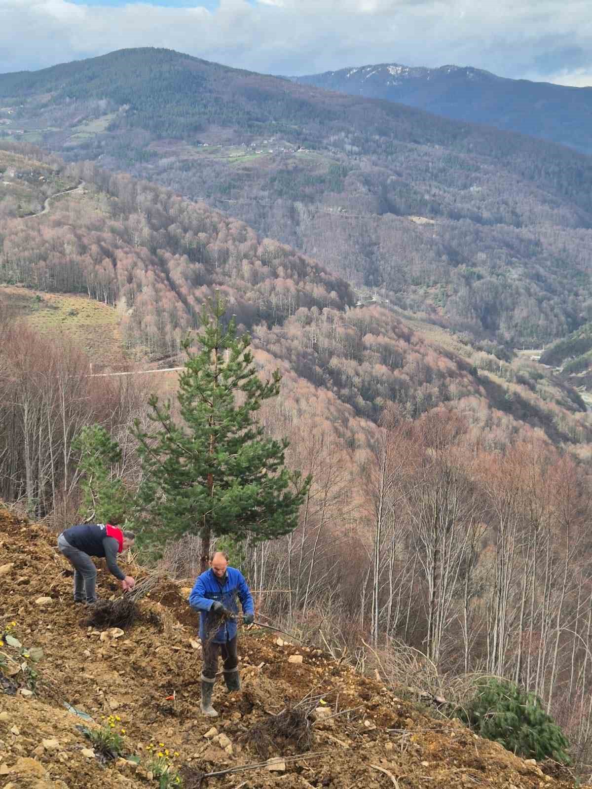 Kestane üretimi arttırılacak

