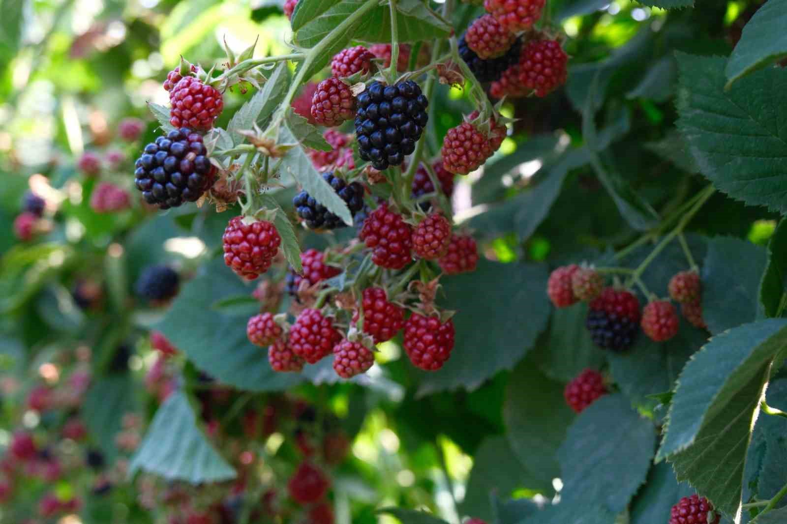 Kestel’de ahududu ve böğürtlen üretimi Sırbistan modeliyle artırılacak
Kestel’de ahududu ve böğürtlen üretimi Sırbistan modeliyle artırılacak