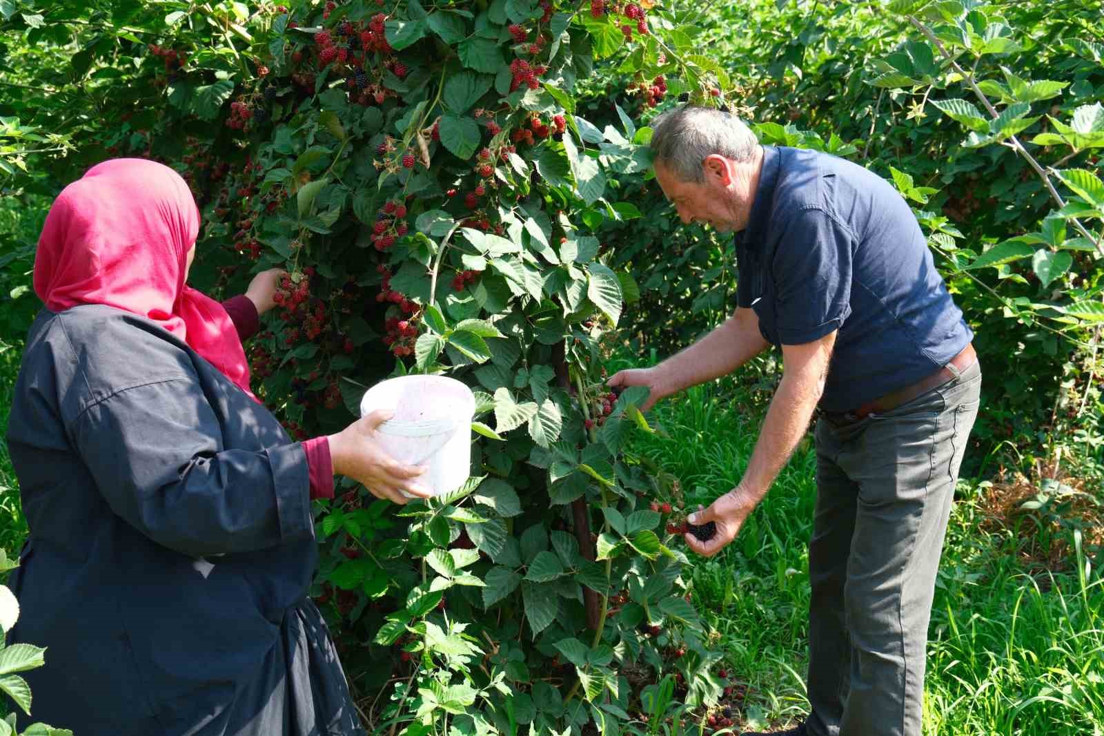 Kestel’de ahududu ve böğürtlen üretimi Sırbistan modeliyle artırılacak
Kestel’de ahududu ve böğürtlen üretimi Sırbistan modeliyle artırılacak