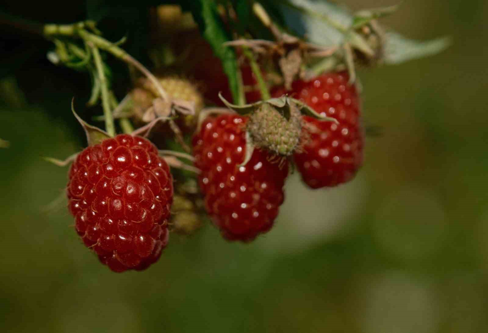 Kestel’de ahududu ve böğürtlen üretimi Sırbistan modeliyle artırılacak
Kestel’de ahududu ve böğürtlen üretimi Sırbistan modeliyle artırılacak