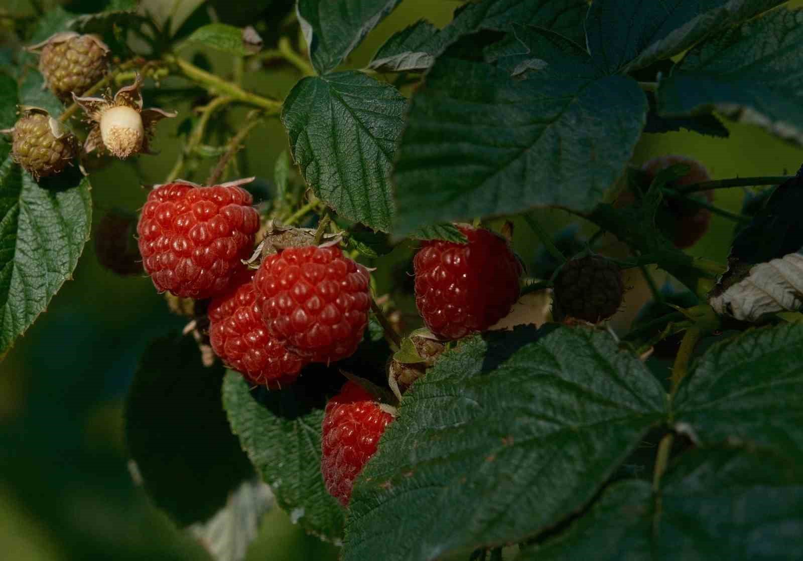 Kestel’de ahududu ve böğürtlen üretimi Sırbistan modeliyle artırılacak
Kestel’de ahududu ve böğürtlen üretimi Sırbistan modeliyle artırılacak