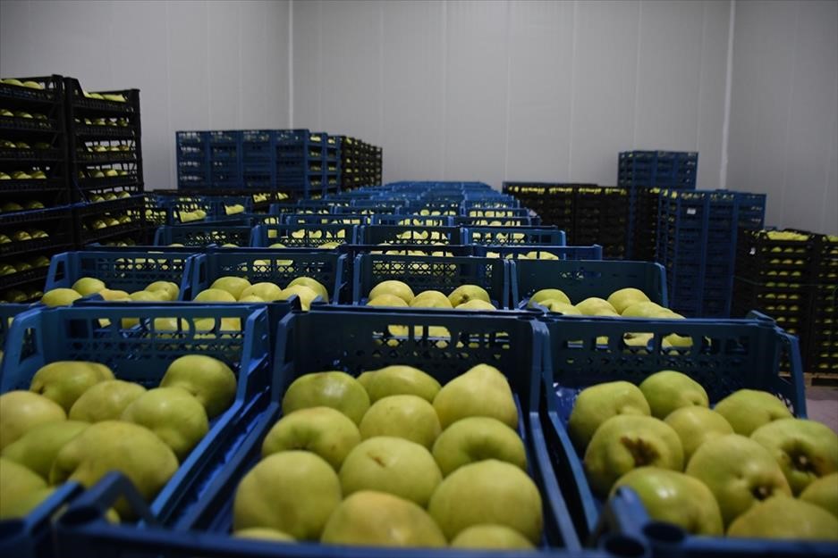 Kestel’e 400 milyon liralık dev meyve tesisi kuruluyor
