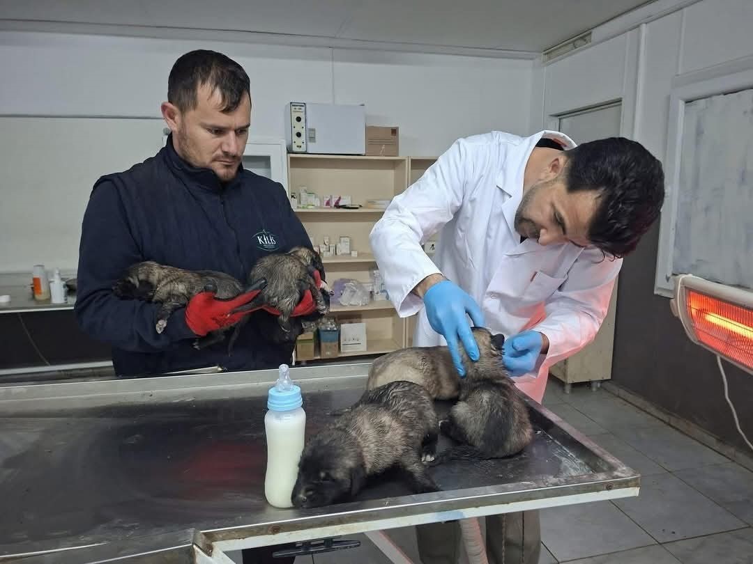 Kilis’te 6 köpek yavrusu yangından kurtarıldı
