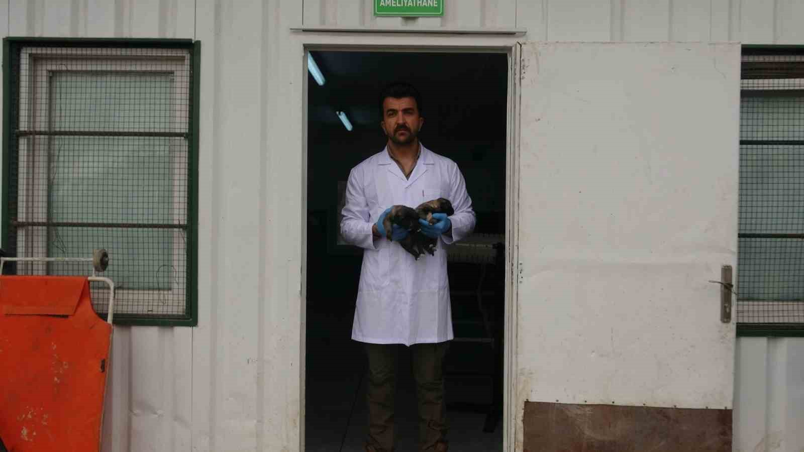 Kilis’te 6 köpek yavrusu yangından kurtarıldı
