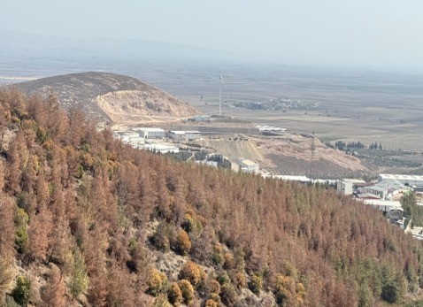 Kilis’te Akdeniz çam kabuk böceğine karşı biyoteknik mücadele
