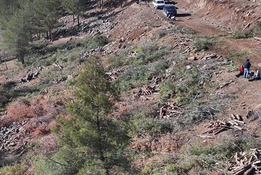 Kilis’te Akdeniz çam kabuk böceğine karşı biyoteknik mücadele
