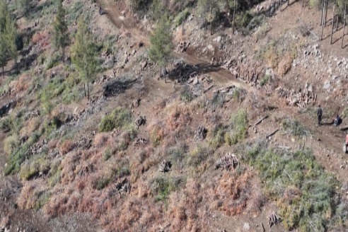 Kilis’te Akdeniz çam kabuk böceğine karşı biyoteknik mücadele
