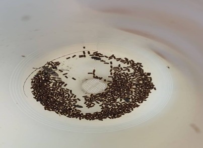 Kilis’te Akdeniz çam kabuk böceğine karşı biyoteknik mücadele
