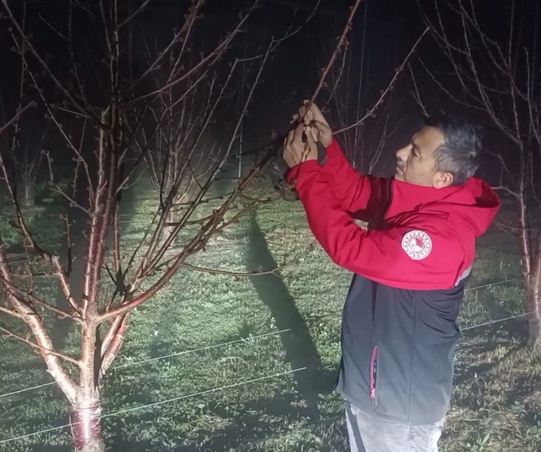 Kiraz bahçelerinde zirai dona karşı nöbet tutuldu
