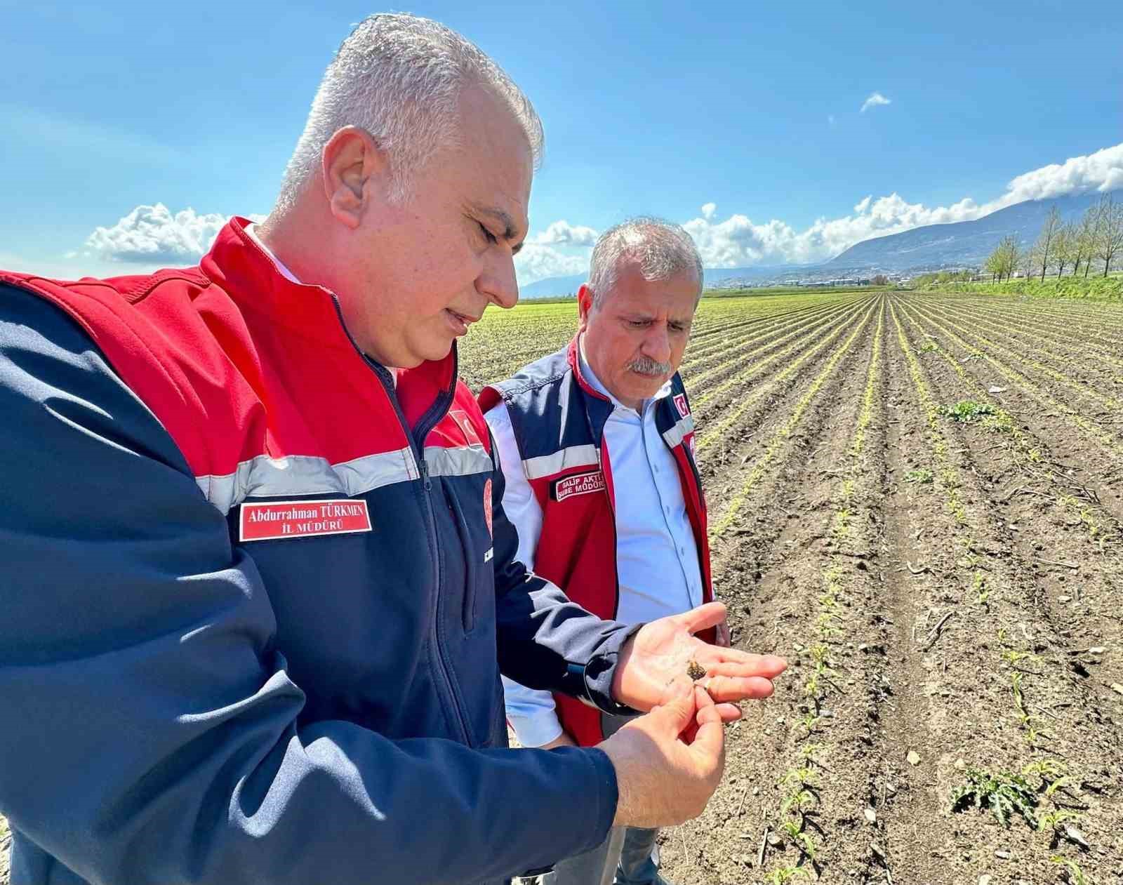 Kırıkhan’da mısır ekili alanlar incelendi
