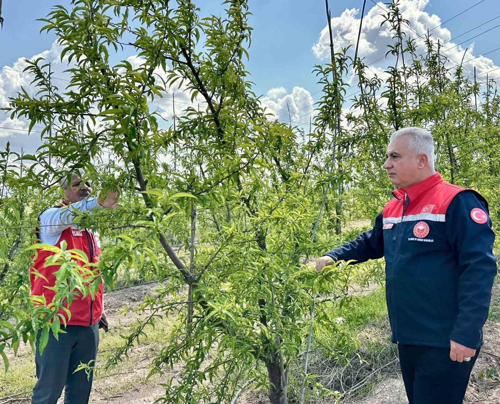 Kırıkhan’da şeftali bahçeleri incelendi
