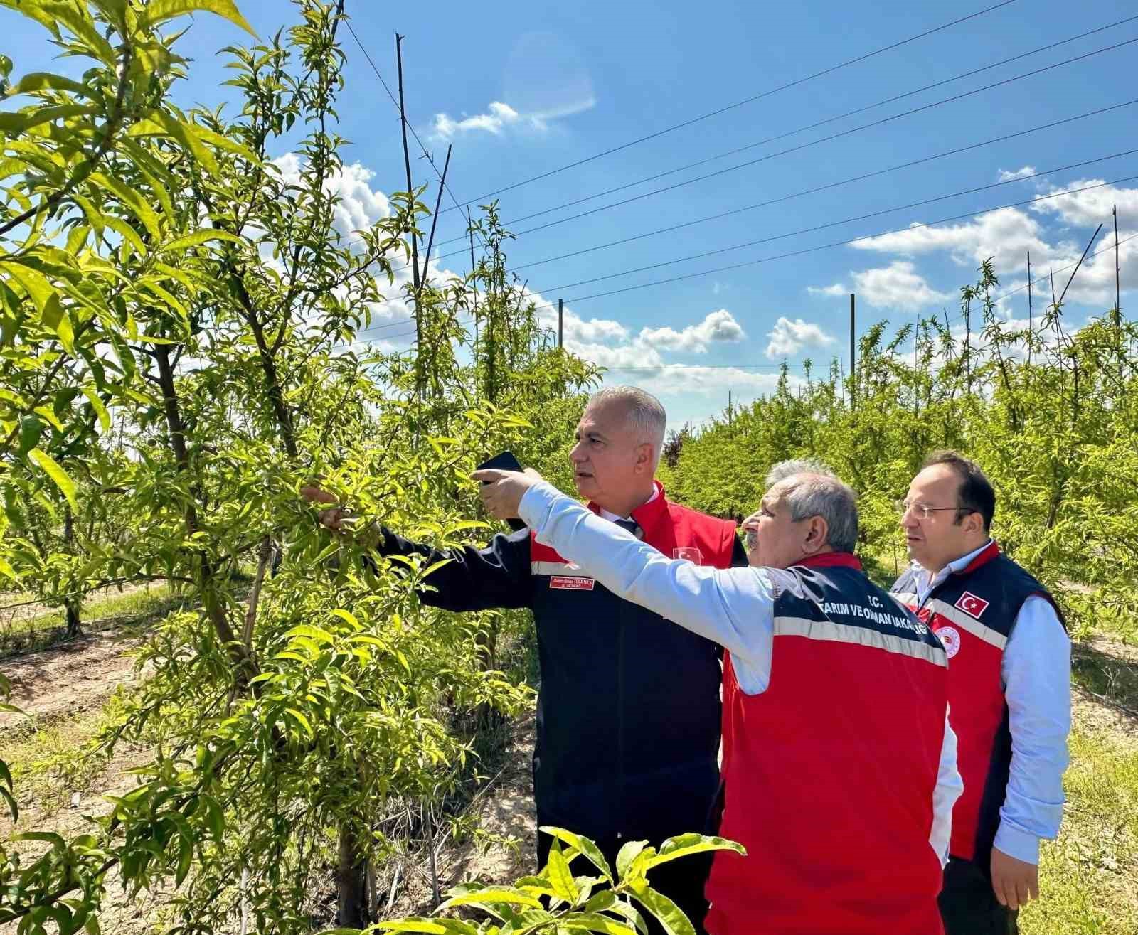 Kırıkhan’da şeftali bahçeleri incelendi
