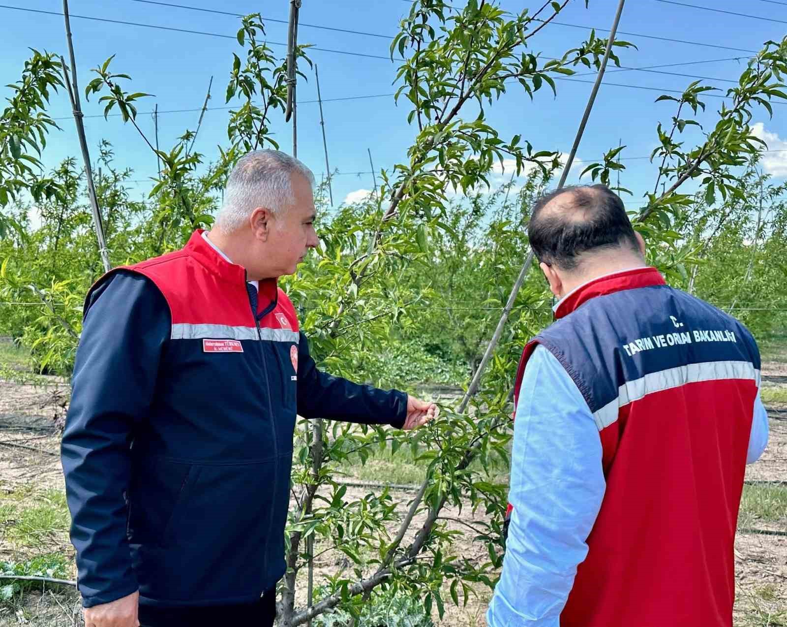 Kırıkhan’da şeftali bahçeleri incelendi
