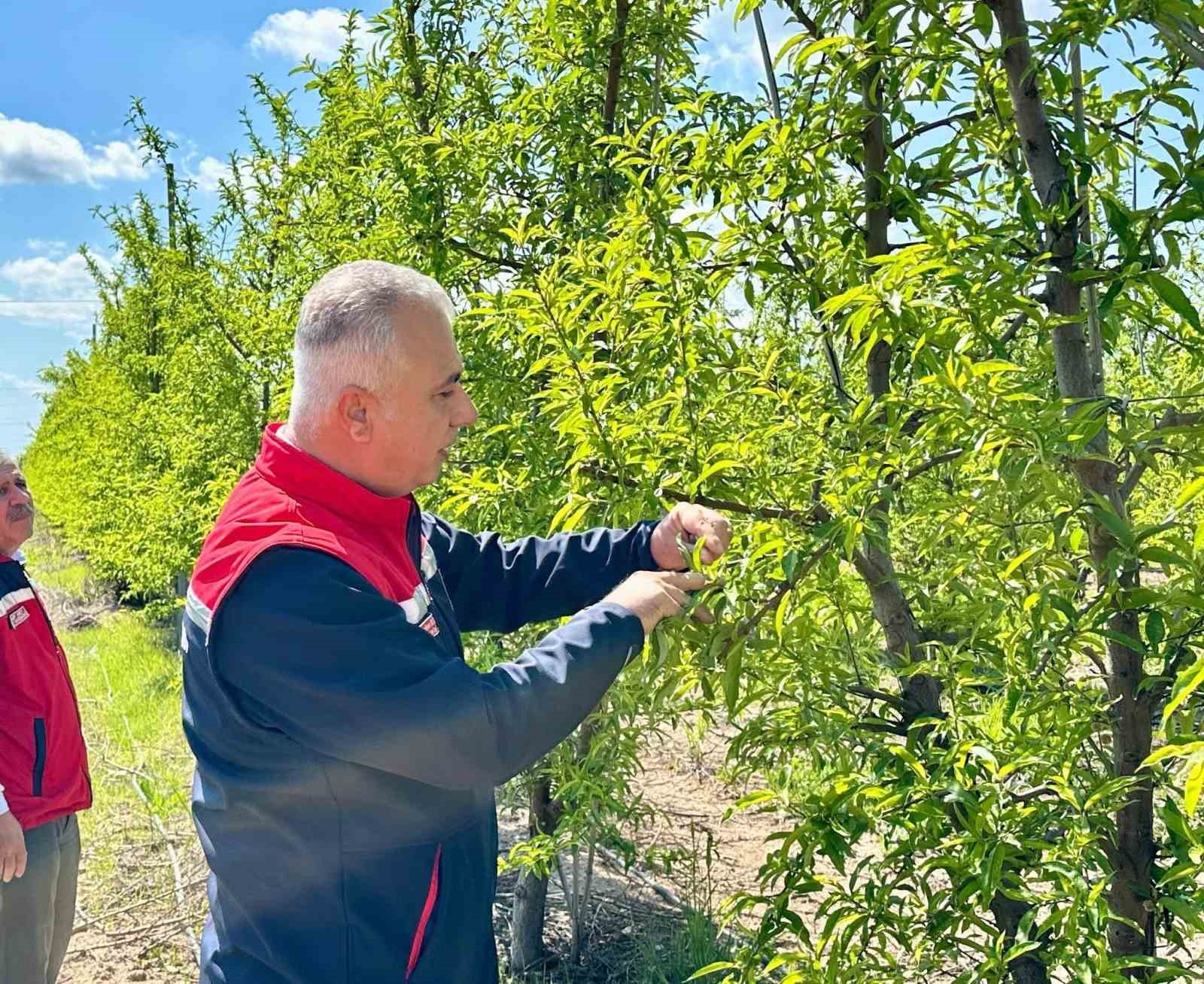 Kırıkhan’da şeftali bahçeleri incelendi
