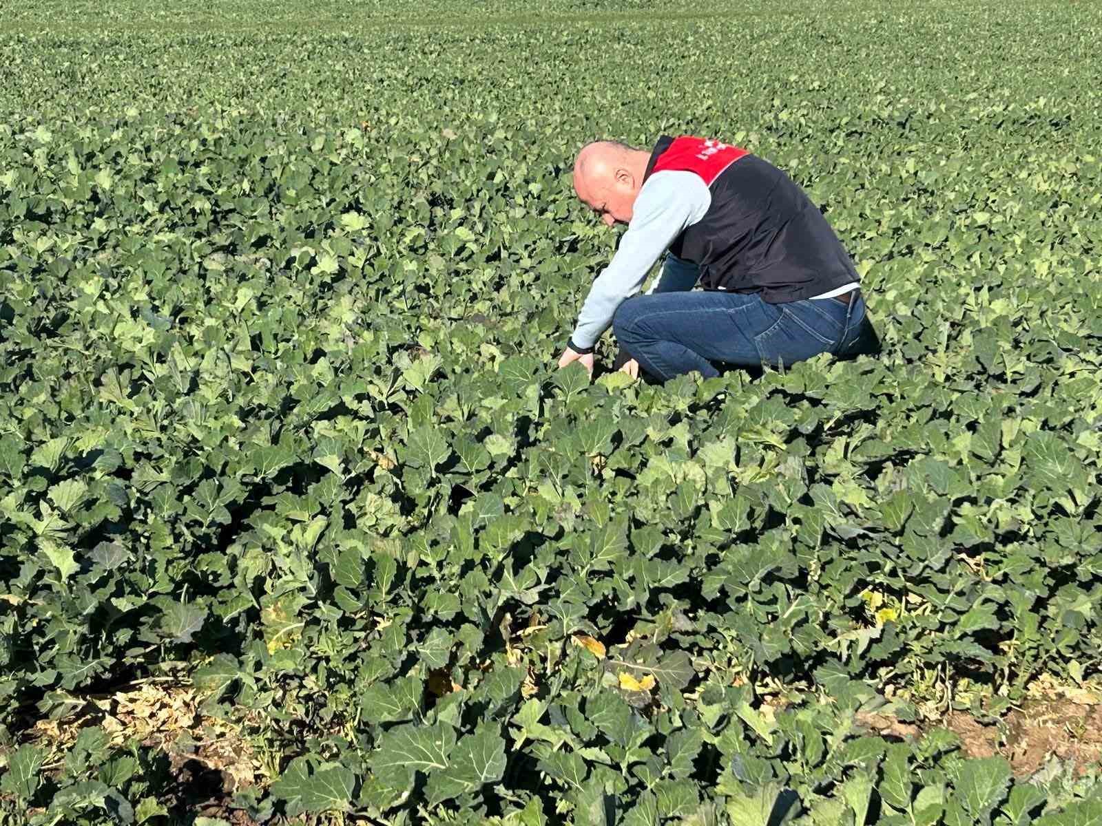 Kırklareli’de tarım arazilerinde denetim: Kanola ve hububat ekilişleri incelendi
