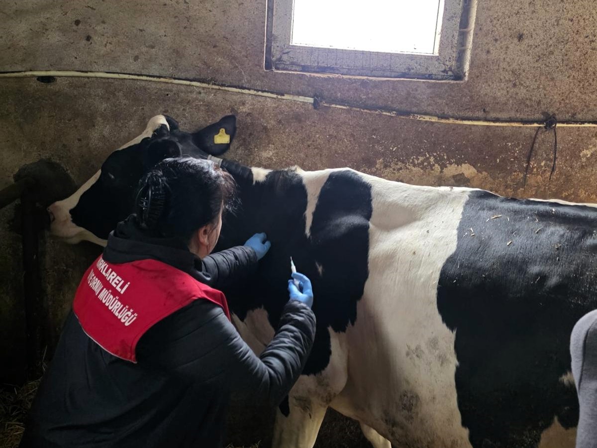 Kırklareli’nde büyükbaş hayvanlara şap aşısı

